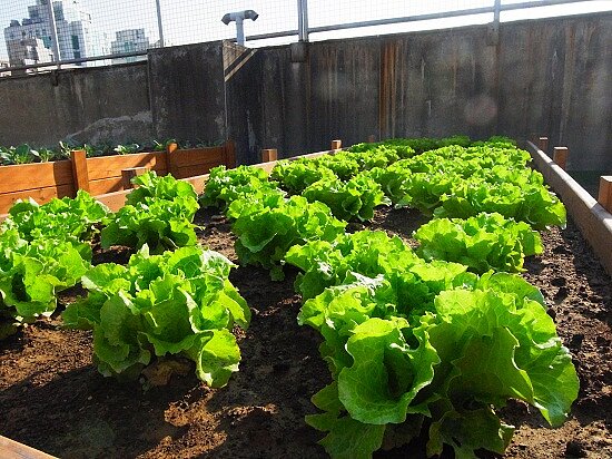 區公所自種蔬菜,分送給洽公民眾。(圖/台中市北區公所網站)