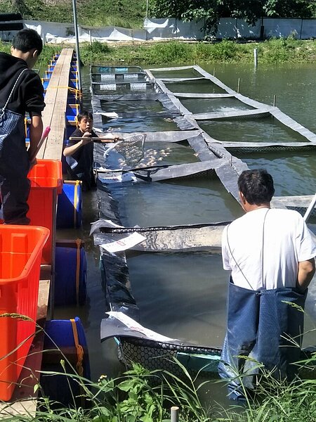 一批由大陸進口,在苗栗縣頭屋鄉一處養殖池暫養的大閘蟹,被驗出戴奧辛超標,必須銷毀,衛生局人員打撈盤點數量並封存,但目前仍短差1400公斤。圖/苗栗縣衛生局提供