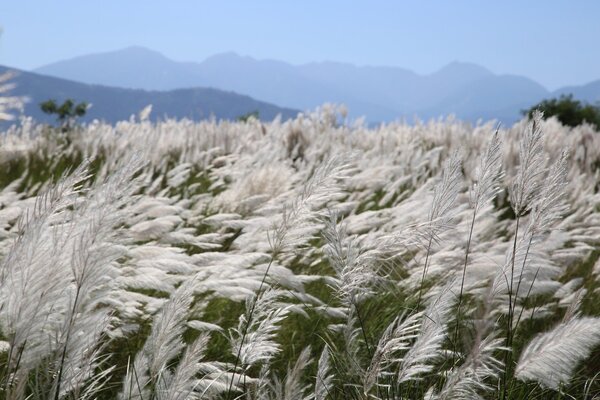為了抵抗風飛沙，經濟部水利署第一河川局在宜蘭的蘭陽溪床復育芒草區，種上甜根子草，芒花盛開，打造出白芒如雪的夢幻美景。圖／第一河川局提供