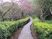 13條親山步道　出捷運站可達