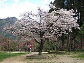 阿里山櫻花季　台18線交管 