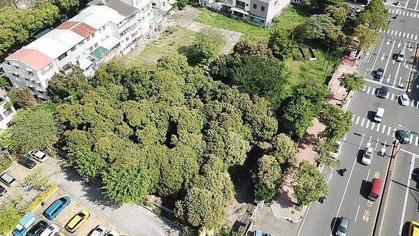 台中市政府要在北屯路與北平路口的舊中廣廣播站興建社會住宅，但大地心環境關懷協會等民間組織希望當地88棵日據時代即生長至今的百年荔枝樹應獲保留。圖／取自搶救百年荔枝森林臉書