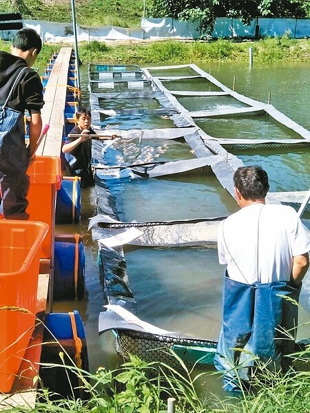 一批寄養苗栗的大陸大閘蟹戴奧辛超標,衛生局人員昨打撈封存,但數量短少一四○○公斤。 圖/苗栗縣衛生局提供