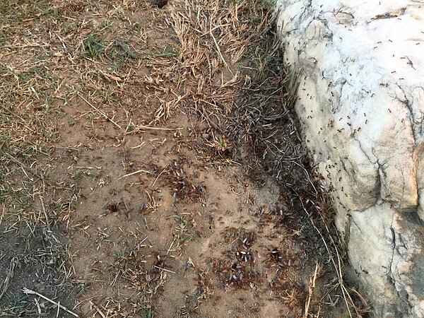 臉書社群「朴子民意觀察站」版主陳志誠，貼文指稱高跟鞋教堂暗藏危機，上萬隻疑紅火螞蟻出來逛大街，有多位大小朋友被紅螞蟻咬得哇哇叫。圖／取自朴子民意觀察站