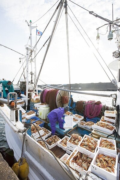 日本冬天美味代表之一松葉蟹今日起解禁,開始開放捕撈作業。圖片翻攝一般社團法人越前町觀光聯盟官網