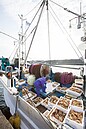 日本海冬天最美味！松葉蟹捕撈今起解禁