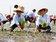 企業協助在地發展　與農合作稻田彩繪藝術