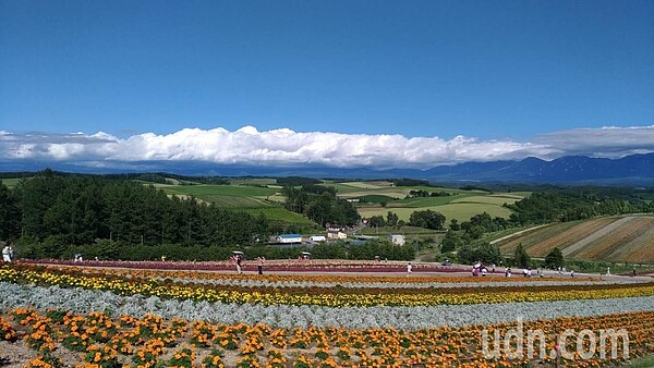 北海道美瑛的四季彩之丘。記者楊德宜/攝影