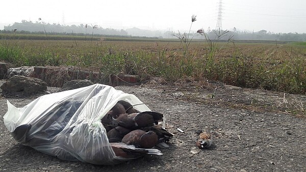 動保志工在嘉義縣民雄鄉一處農田周邊,發現超過400隻包括樹鵲、小雲雀、鳩鴿科等疑似被毒死鳥屍。圖/李翊楷提供