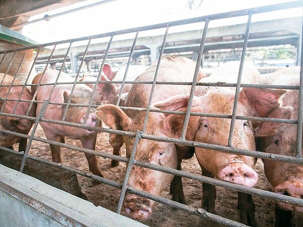 養豬場若無廚餘蒸煮設備,或未確實蒸煮,下月起查到就會直接開罰。 圖/聯合報系資料照片