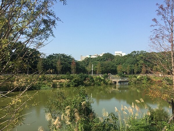 國立交通大學3月時為紀念在台建校60周年,由校友會種植60棵落羽松,以改造光復校區西區生態景觀新風貌,目前落羽松也即將轉紅,讓人宛如置身歐洲童話。圖/交大提供