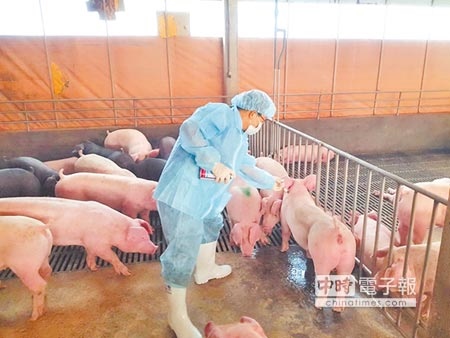 日本發生豬瘟疫情，農委會暫停日本豬肉進口，圖為國內養豬場為豬隻施打疫苗。（本報資料照）