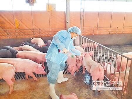 日本發生豬瘟疫情,農委會暫停日本豬肉進口,圖為國內養豬場為豬隻施打疫苗。(本報資料照)