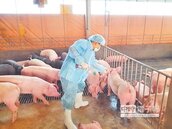 日本傳豬瘟　相關肉品禁止入台