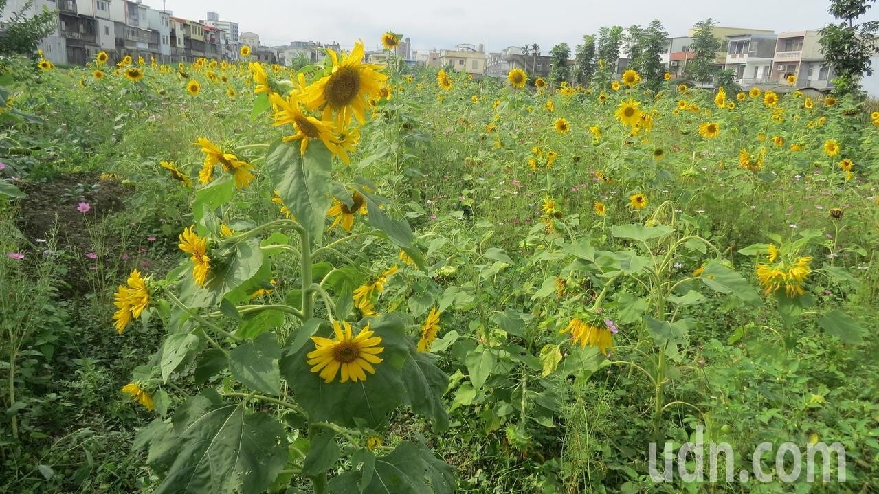 影 神奇的向日葵 他養的這1株竟開23朵花 好房網news