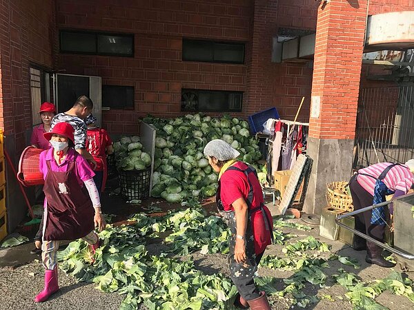 柯智翔等人昨天協助網友採收高麗菜。記者卜敏正／翻攝