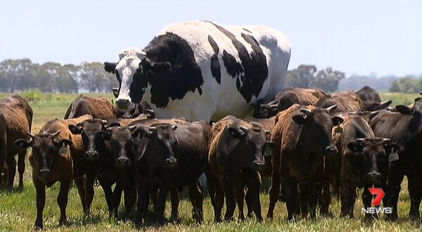 澳洲西部牧場上，有一頭高194公分、重1400公斤的肉牛「內褲」，因為體型過於龐大而逃過被屠宰的命運，得以安享天年。Twitter/@7NewsCQa