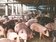 非洲豬瘟條款三讀　違法攜帶肉品入境重罰100萬