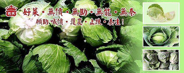 近期高麗菜菜價下跌,義美食品總經理高志明今天在官網臉書最新發文,表達義美預定先行收購高麗菜150000公斤,希望有助菜價回升。圖/義美提供