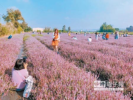 桃園花彩節楊梅展區仙草花海美不勝收。(呂筱蟬攝)