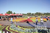 新社花海登場　20公頃繽紛綻放