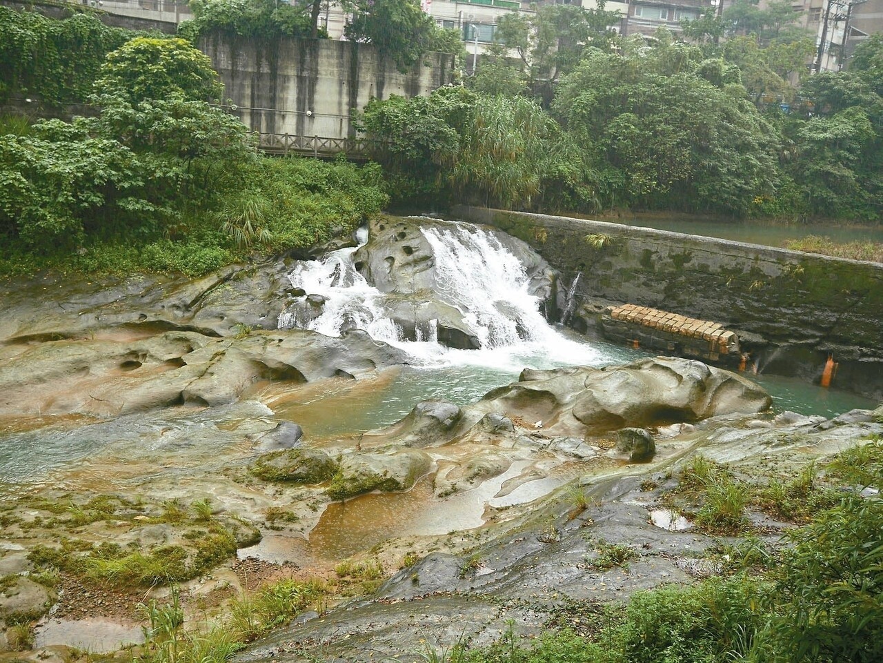 基隆市暖暖溪上游，竟浮出一張猩猩臉，看過的人都嘖嘖稱奇。 記者吳淑君／攝影