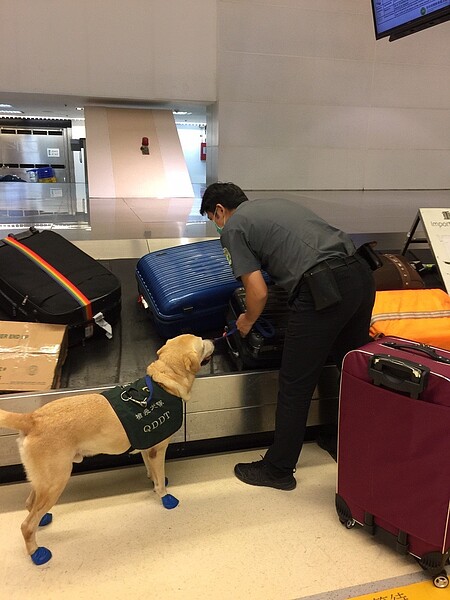 防堵非洲豬瘟,檢疫犬走到腳破得穿鞋?防檢局指出,是因為部分狗狗被評估心性較急、腳步快,機場走路容易打滑,才穿鞋。圖/防檢局提供