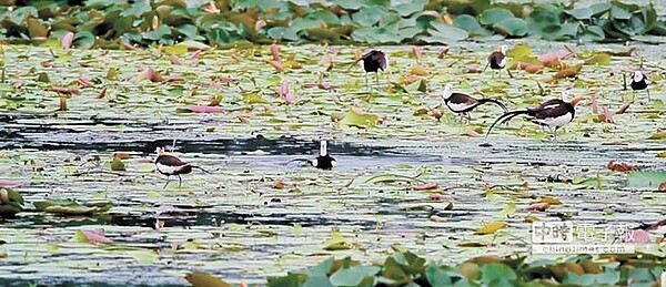 台南一年一度水雉大調查12月2日登場，每年入冬菱角採收完，官田水雉生態教育園區就會號召鳥友來數鳥，調查水雉數量。（官田水雉生態教育園區提供）