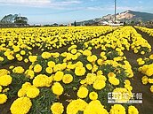 四季花海輪綻放　中社花市美不勝收