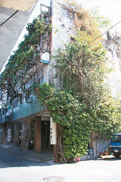 施家屋外綠意盎然,榕樹樹幹從家門前穿過二樓住家。 記者林敬家/攝影