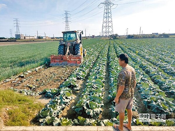 雲林縣12月可收成的高麗菜達380公頃，縣府4日啟動補助耕鋤作業，農民雖無奈但也鬆口氣。（周麗蘭攝）