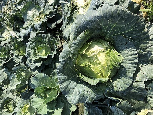 高麗菜現在正是產季。記者林敬家/攝影