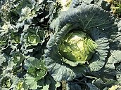 生吃高麗菜？營養師憂寄生蟲疑慮