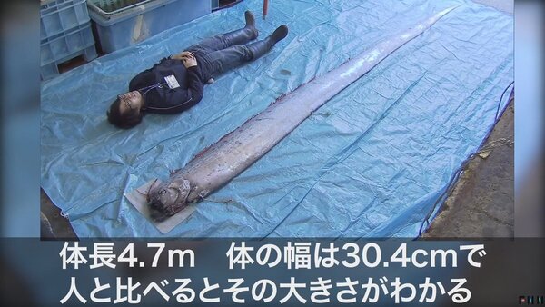 日本東北的青森縣與新潟縣2日都發現罕見的深海魚「皇帶魚」。民間相傳，又稱「龍宮使者」的皇帶魚會伴隨強震發生而出現，圖為沖上青森縣海岸的皇帶魚遺骸。畫面翻攝：YouTube/FNN.jpプライムオンライン