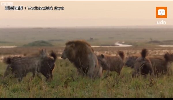 BBC Earth野生動物紀錄片《王朝》（Dynasties）拍攝小組近日錄下2隻雄獅「雷德」與「塔圖」發揮兄弟情，合力擊退20多隻鬣狗的圍攻。畫面翻攝：YouTube/BBC Earth