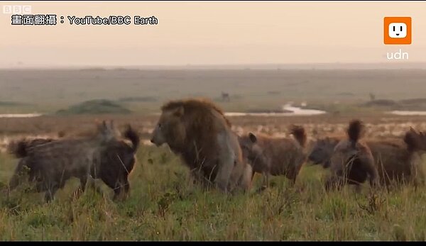 BBC Earth野生動物紀錄片《王朝》(Dynasties)拍攝小組近日錄下2隻雄獅「雷德」與「塔圖」發揮兄弟情,合力擊退20多隻鬣狗的圍攻。畫面翻攝:YouTube/BBC Earth
