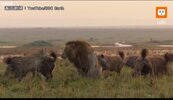 影／實錄！野生獅子遭遇鬣狗群圍攻　結局出人意外