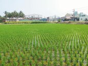 休耕補助改變　種稻面積增加