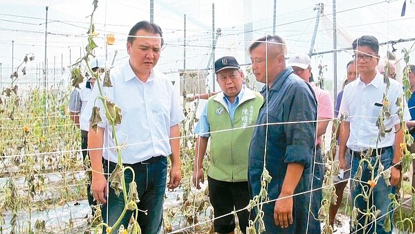 高雄市代理市長許立明（左）昨午到阿蓮勘災，看到小黃瓜園滿園枯藤，十分心疼。（圖／記者王昭月攝影）