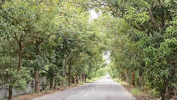 台南市南175道路有541株的芒果行道樹,是通往虎頭埤風景區最美的路段,確定保住了。 (圖/記者吳淑玲攝影)