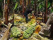 雨災效應　物價漲勢受關注