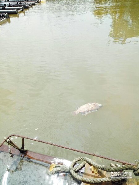 居民在水塘發現死魚，懷疑是重金屬汙染。（圖／李其樺翻攝）