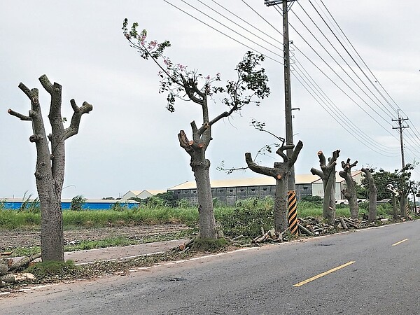 彰化縣二林鎮儒林路美人樹遭「砍頭」，民眾怨今年花季泡湯。 記者林敬家／攝影