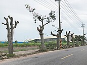 美人樹被「砍頭」　樹藝師批凌遲