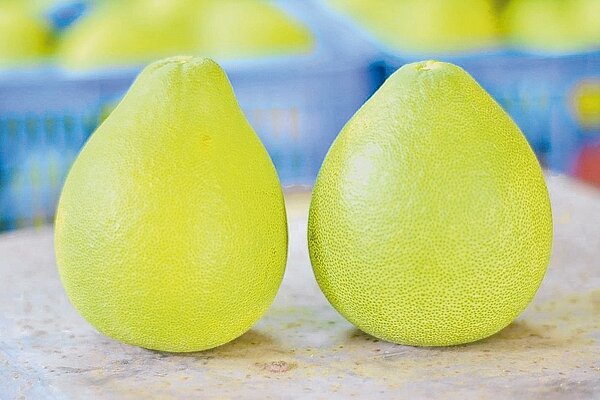 麻豆文旦上市,台南區農改場提供挑選的撇步,掌握三大原則就沒錯。 記者吳淑玲/攝影