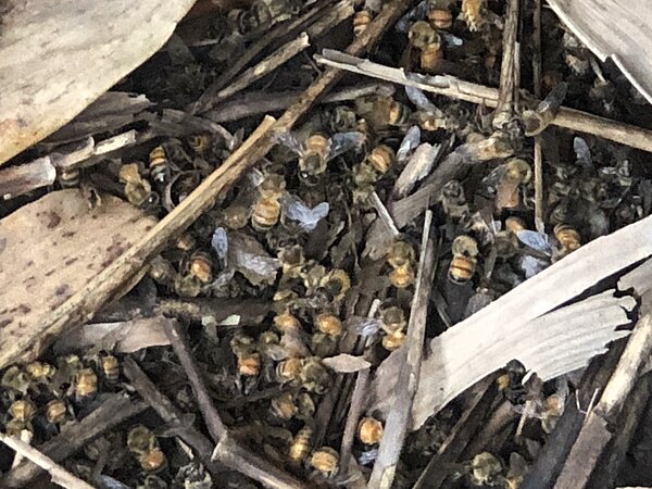 南投縣埔里鎮近期又傳「蜂災」,蜜蜂大量死亡,蜂箱旁屍橫遍野。記者賴香珊/攝影