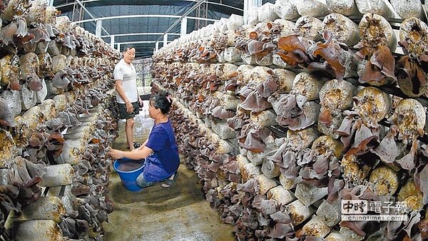 魚池鄉的黑木耳採專業栽培，品質絕佳。（沈揮勝攝）