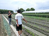 菊花田電纜線、燈泡頻遭竊　北斗分局擒賊法辦