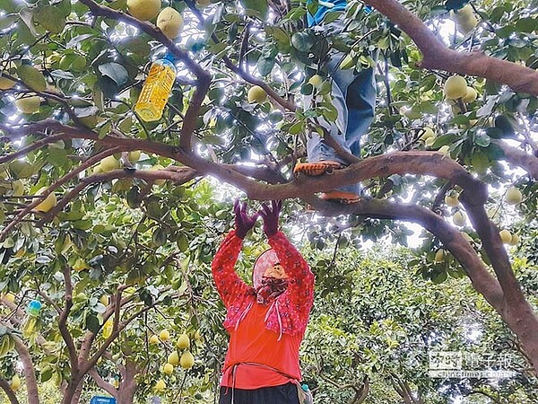 2017年雲林縣農林漁牧產值達794億元,斗六文旦產值具有一席之地。(周麗蘭攝)