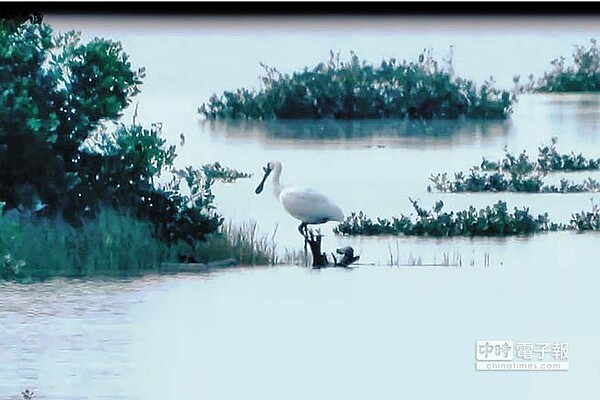 台南黑面琵鷺保育學會志工8日上午在黑面琵鷺保護區主棲地記錄到今年第1隻報到的黑琵。(莊曜聰翻攝)